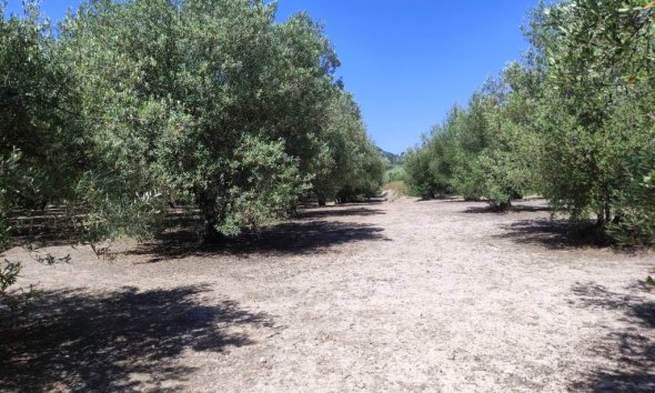Land - Resale - Muro de Alcoy - Muro de Alcoy