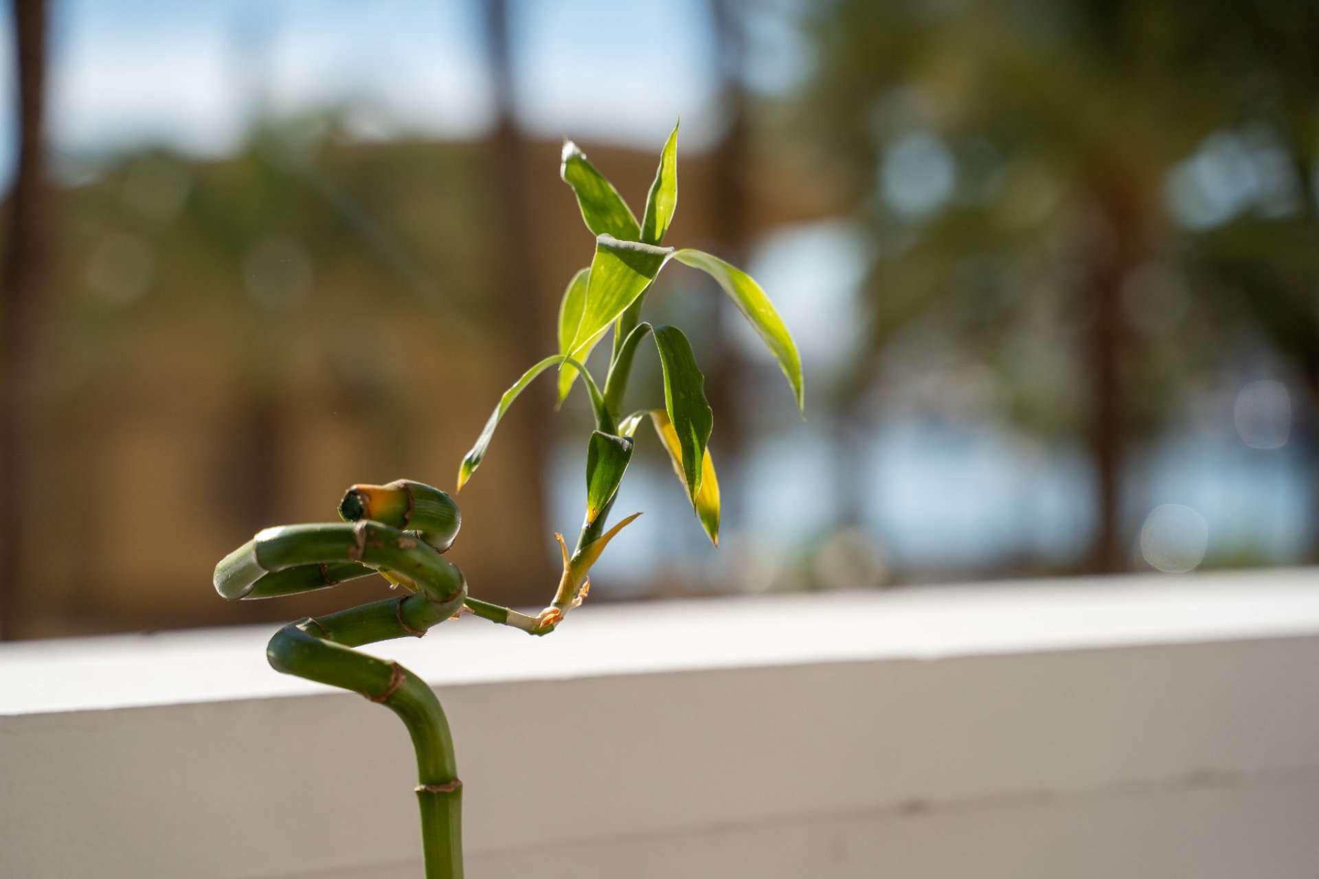 Resale - apartment -
Alicante - - Centro  -