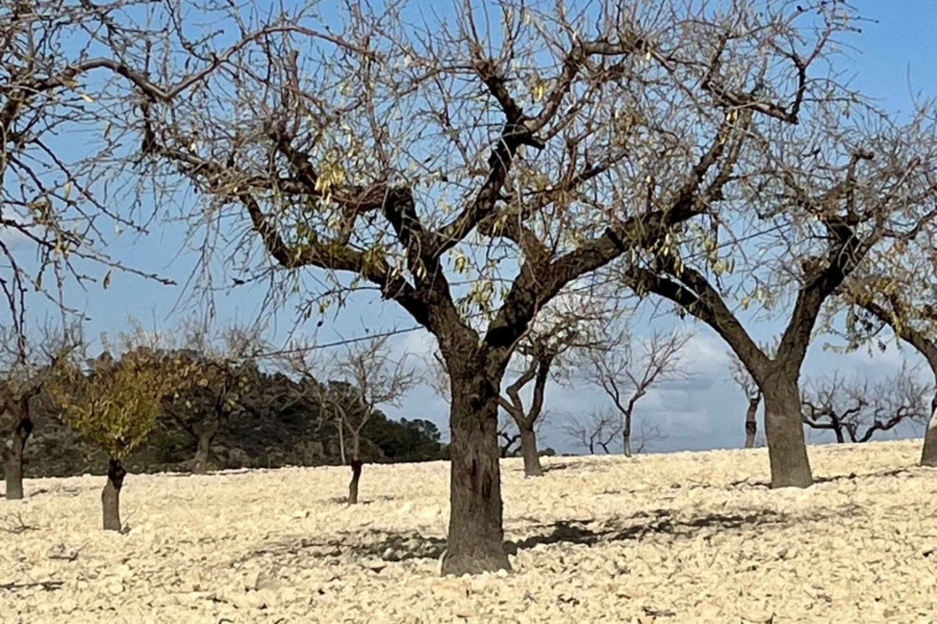 Resale - Land -
BULLAS - Costa Calida