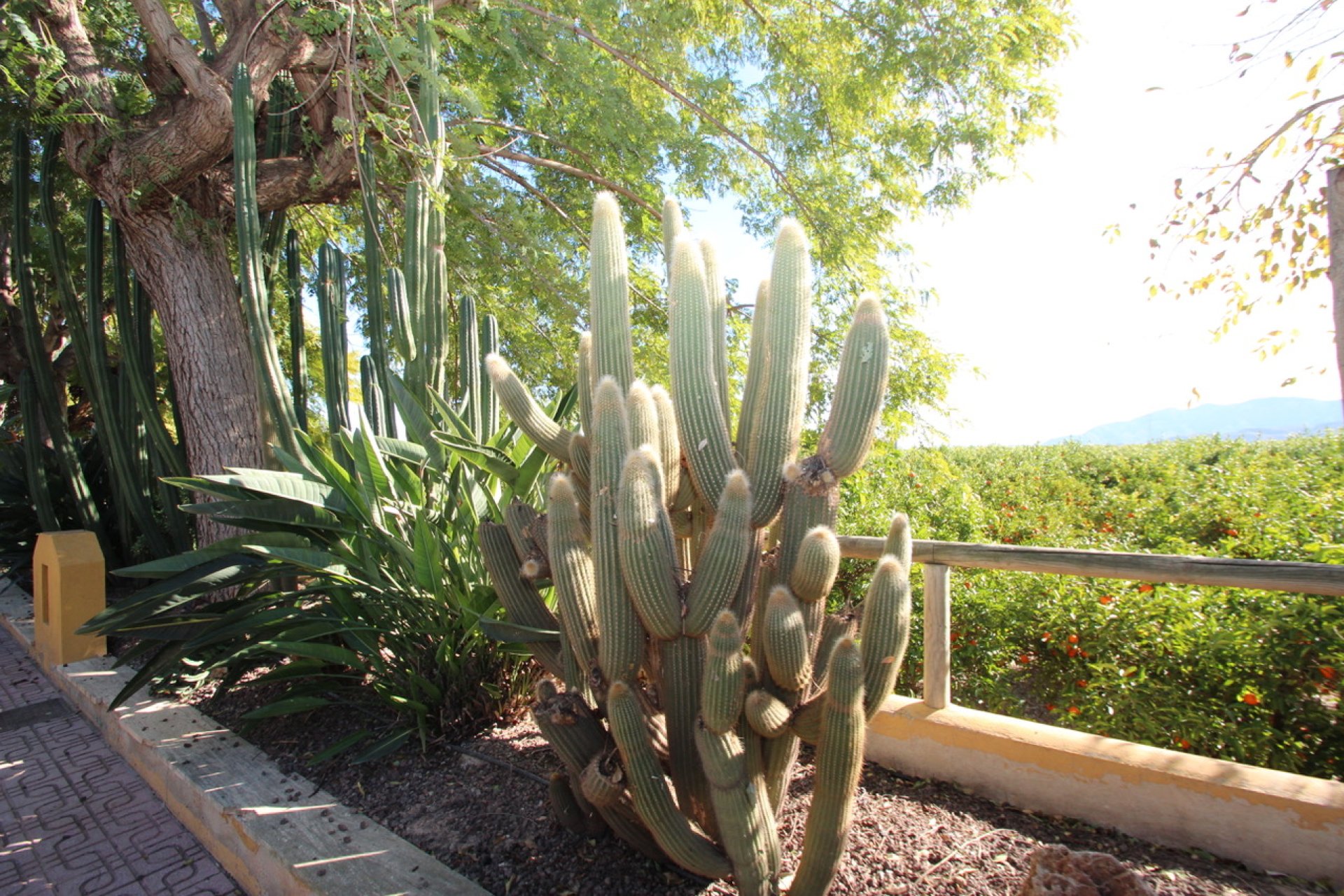 Reventa - Country House -
Murcia - Costa Blanca