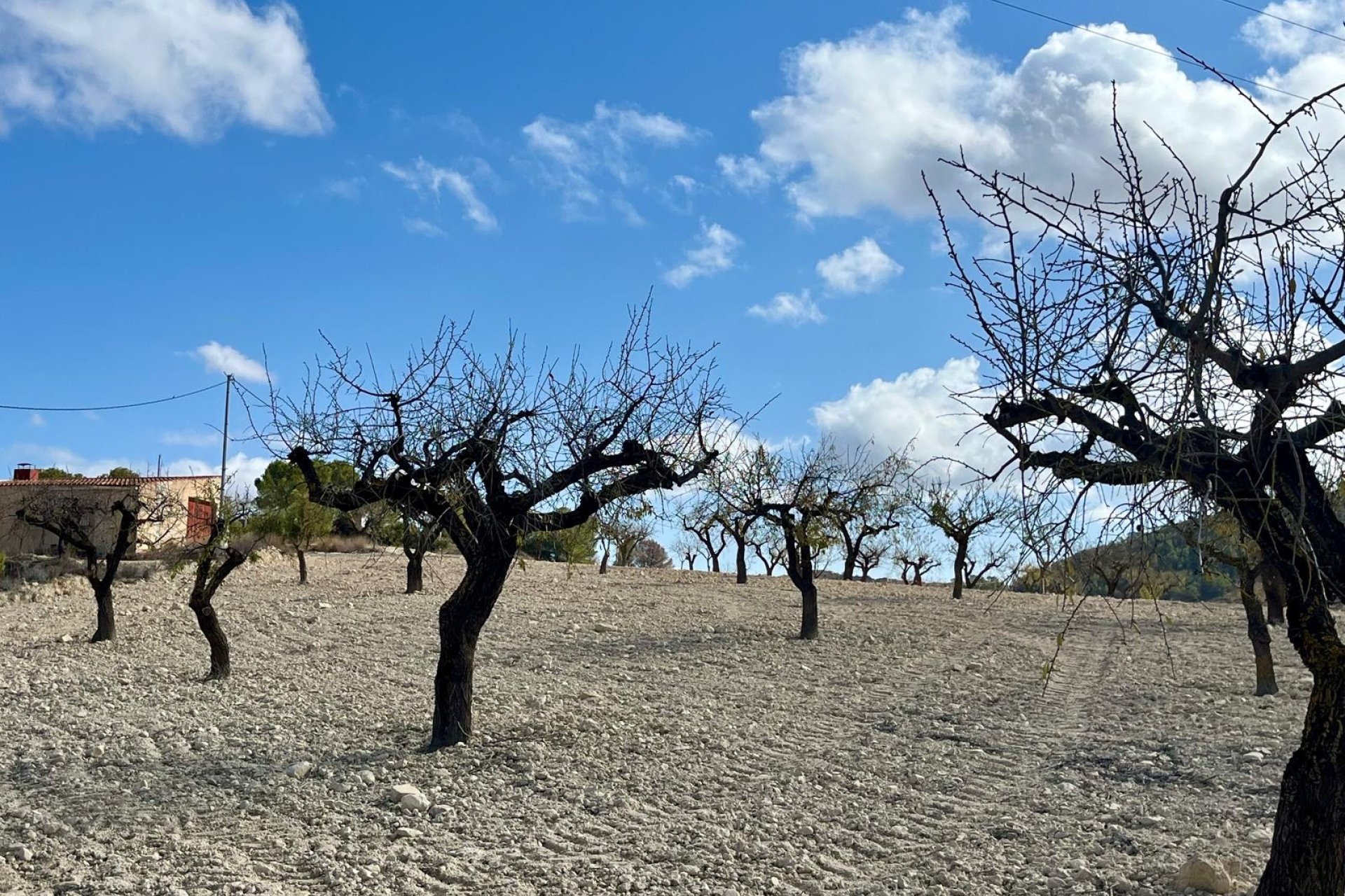 Reventa - Land -
BULLAS - Costa Calida